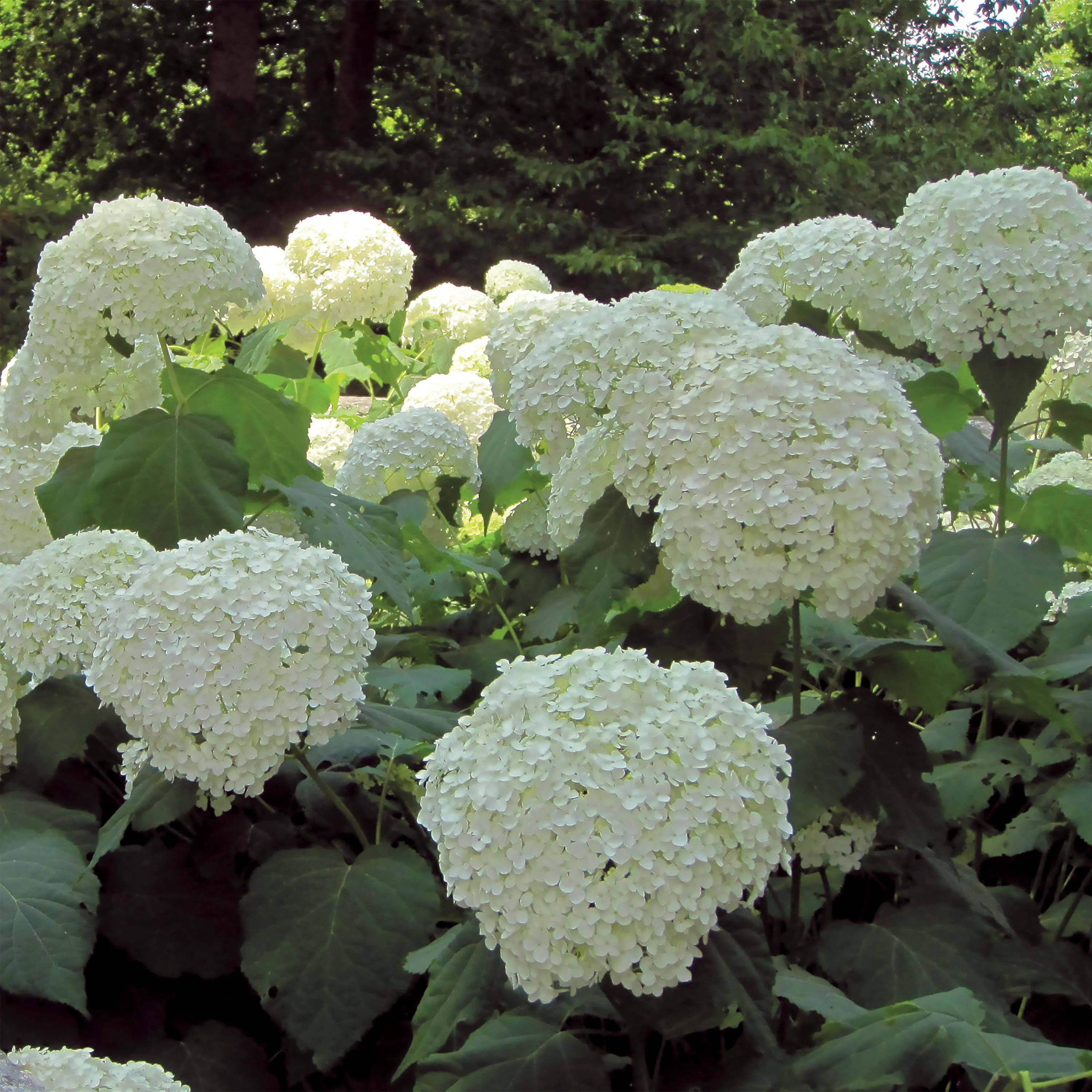 Hortensia arborescens Strong Annabelle ( Incrediball ) Pot de 2L/3L, Buisson, 3 /5 branches - Image 1