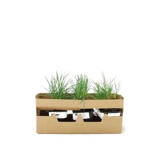 3 Oeillets Mignardises 'Doris' (Dianthus) - Lot de 3 vivaces - Pépinières Naudet - Image 4