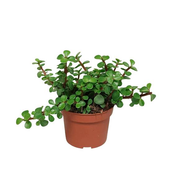 Portulacaria Afra - plante grasse d'intérieur- La Green Touch - Image 1