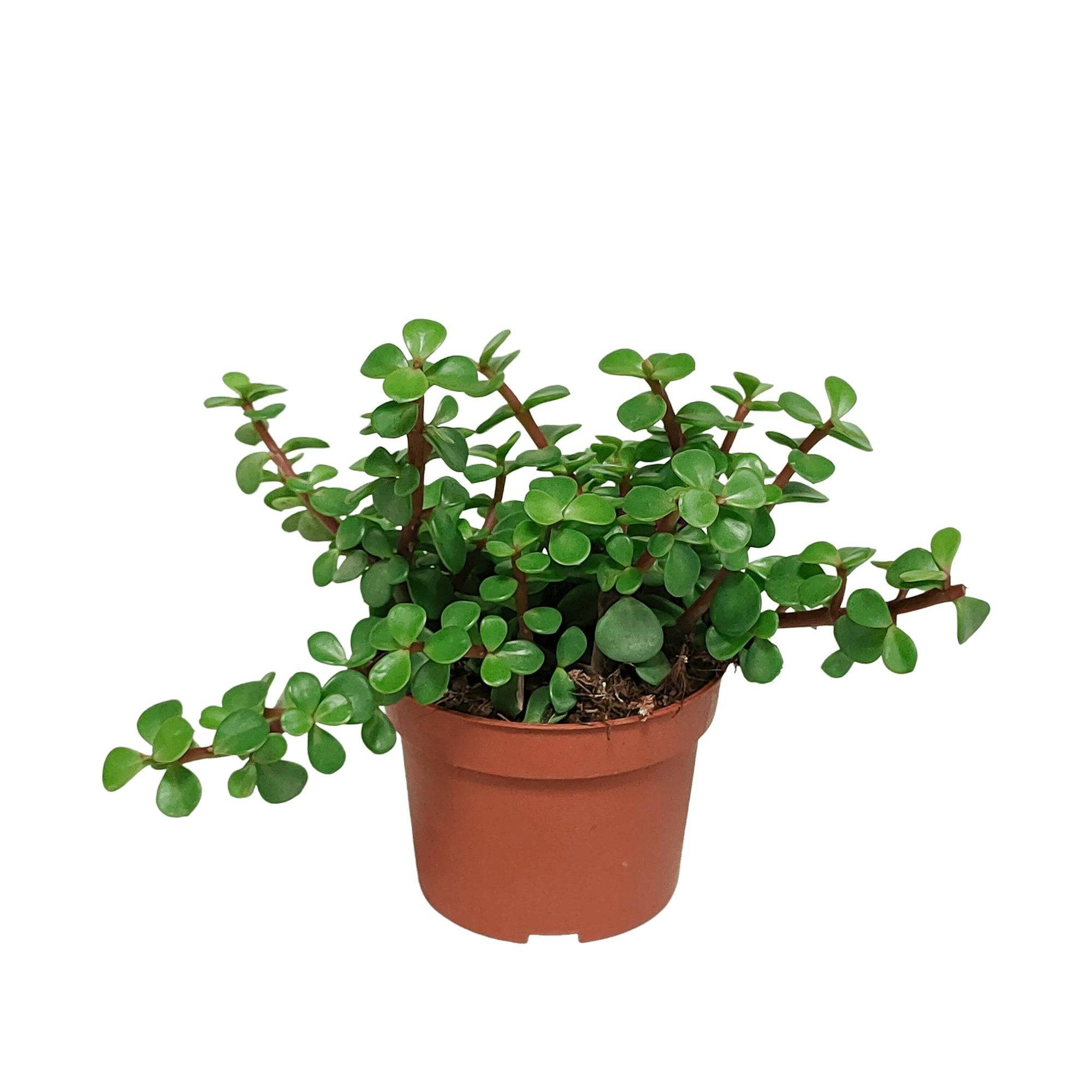 Portulacaria Afra - plante grasse d'intérieur- La Green Touch