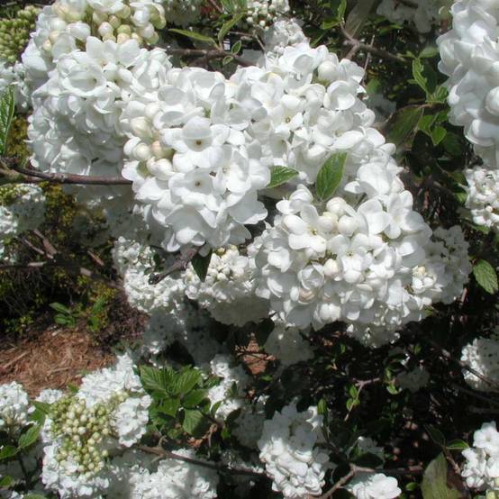 Viorne - Viburnum Eskimo Pot de 4L/5L - Image 1