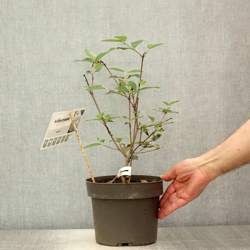 Viorne - Viburnum Eskimo Pot de 4L/5L - Image 2