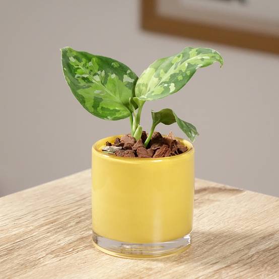 Promesse de Fleurs - Aglaonema pictum Tricolor Mini-plante