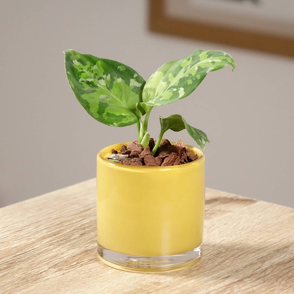 Promesse de Fleurs - Aglaonema pictum Tricolor Mini-plante