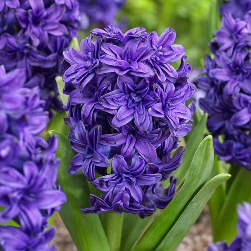 Promesse de Fleurs - Jacinthe double Twin Pearl Bulbe calibre 15+ (par 5)