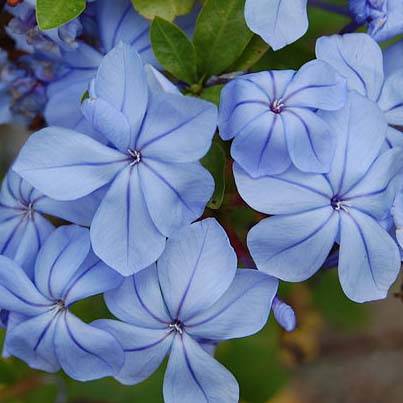 Plumbago auriculata - Plumbago capensis - Dentelaire du Cap Pot de 2L/3L