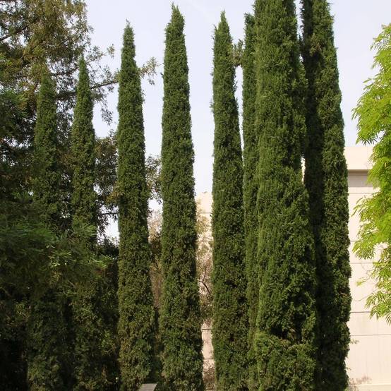Cupressus sempervirens Stricta - Cyprès d'Italie Pot de 30L/35L