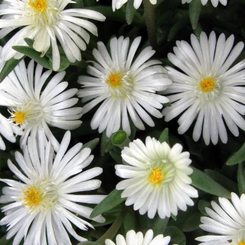 Delosperma Jewel of Moon Stone®, Pourpier vivace à fleurs Blanche/ - feuillage Persistant - Godet - 5/20 cm - Image 2