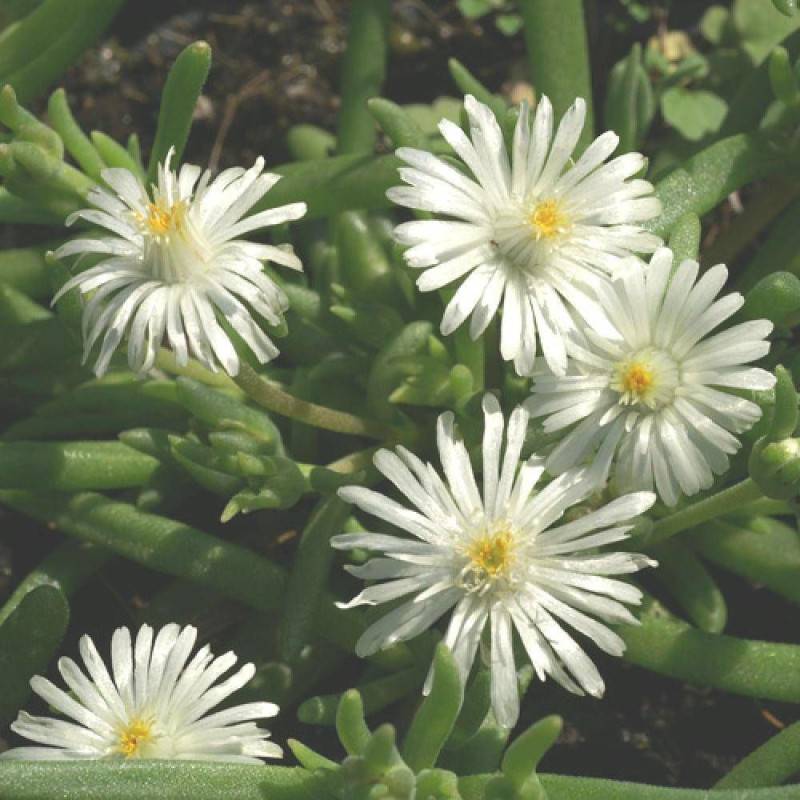 Delosperma Jewel of Moon Stone®, Pourpier vivace à fleurs Blanche/ - feuillage Persistant - Godet - 5/20 cm - Image 3