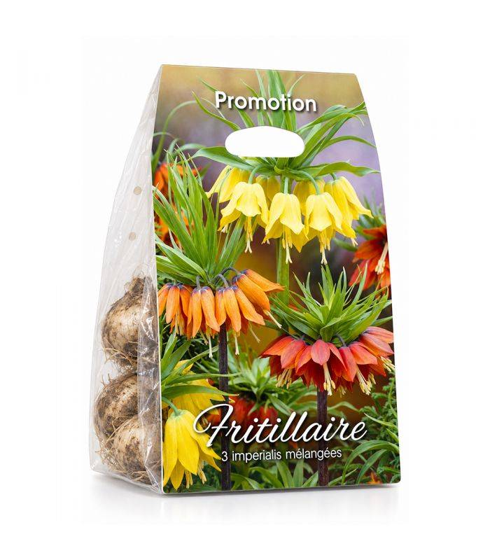 Fritillaires impériale Sgaravatti 3 bulbes en mélange, grandes fleurs de 100 à 120 cm pour massifs structurés - 789335 - Image 2