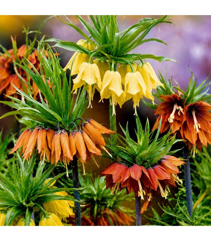 Fritillaires impériale Sgaravatti 3 bulbes en mélange, grandes fleurs de 100 à 120 cm pour massifs structurés - 789335
