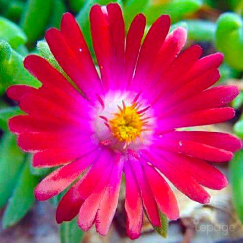 3 Pourpiers Vivace 'Jewel Of Désert Garnet' (Delosperma 'Jewel of Désert Garnet') - Lot de 3 vivaces - Pépinières Naudet - Image 1