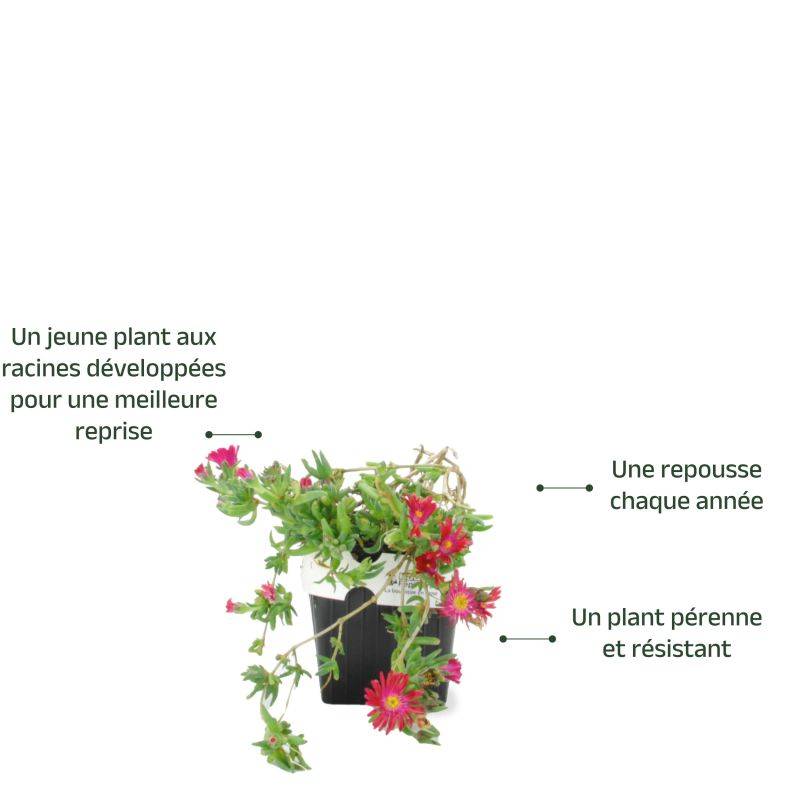 3 Pourpiers Vivace 'Jewel Of Désert Garnet' (Delosperma 'Jewel of Désert Garnet') - Lot de 3 vivaces - Pépinières Naudet - Image 3