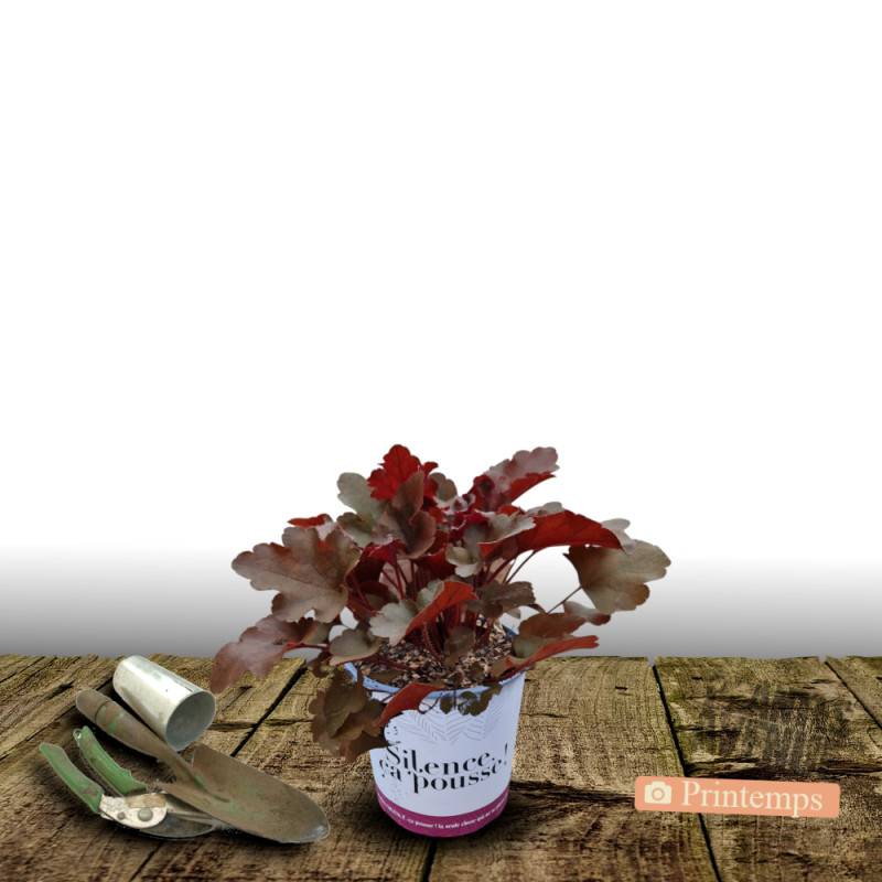Heuchere Bloody Dinosaur - SILENCE, ça pousse ! à fleurs Rose - feuillage Persistant - Pot de 4,5L - 20/40 cm - SILENCE, ça pousse !-  hauteur à matur - Image 5