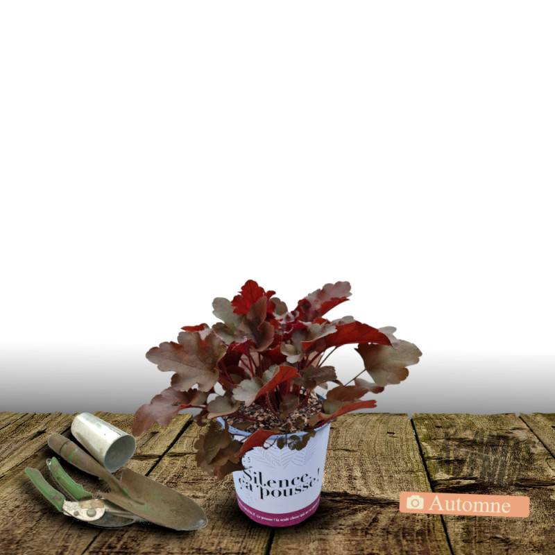 Heuchere Bloody Dinosaur - SILENCE, ça pousse ! à fleurs Rose - feuillage Persistant - Pot de 4,5L - 20/40 cm - SILENCE, ça pousse !-  hauteur à matur - Image 2
