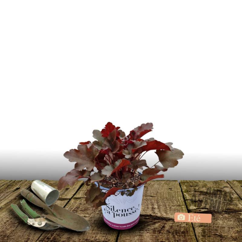 Heuchere Bloody Dinosaur - SILENCE, ça pousse ! à fleurs Rose - feuillage Persistant - Pot de 4,5L - 20/40 cm - SILENCE, ça pousse !-  hauteur à matur - Image 3