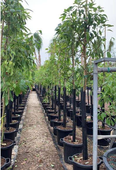 Sans Marque - Alocasia 'Low Rider' (Oreille d'éléphant Géant, Taro) Pot de 8 litres - 60/80 cm - Image 5