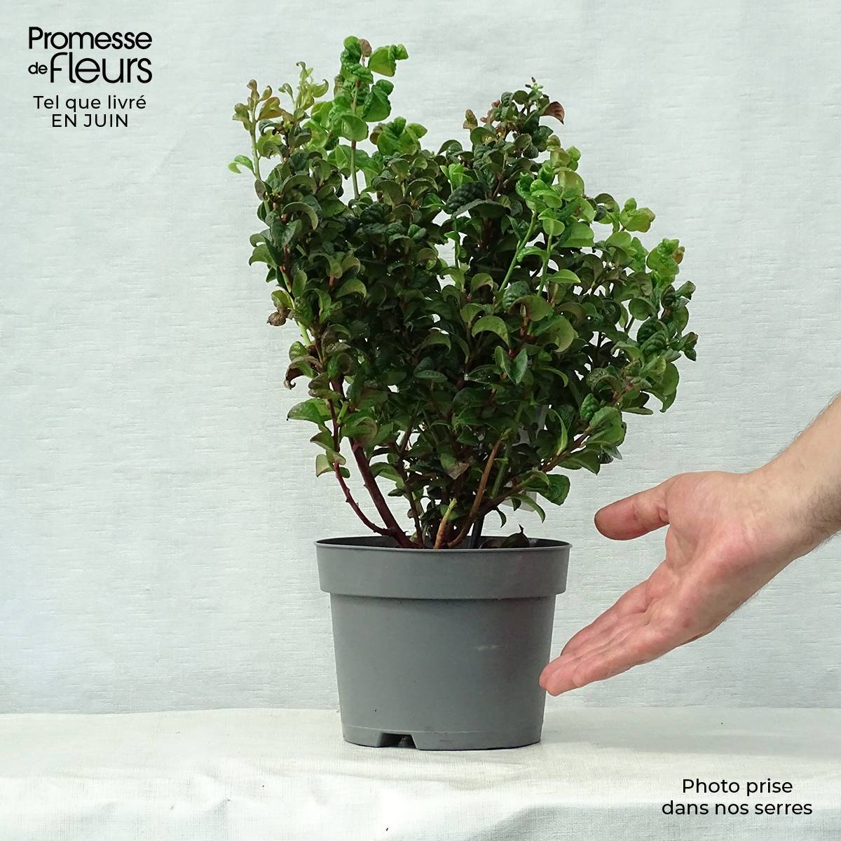 Leucothoe axillaris Curly Red Pot de 2L/3L - Image 2