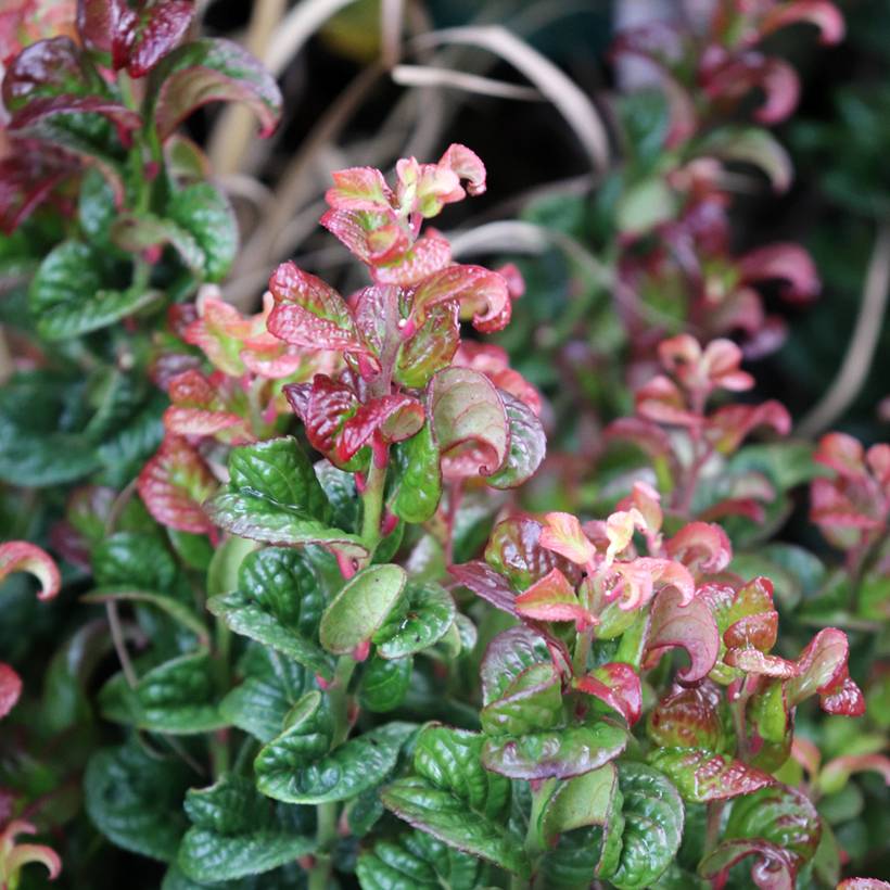 Leucothoe axillaris Curly Red Pot de 2L/3L - Image 1