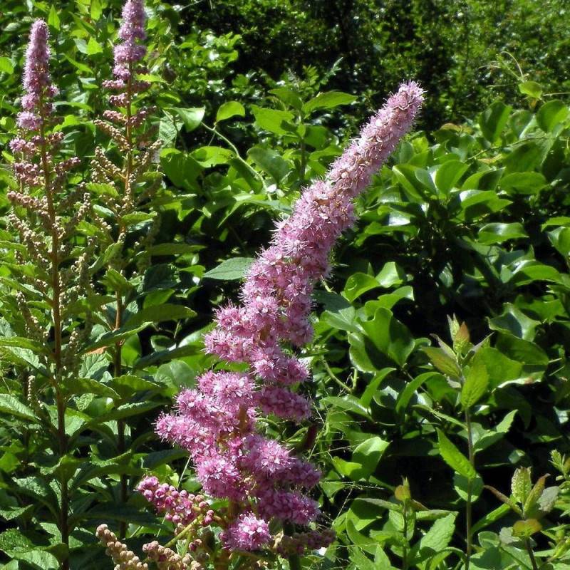 Spirée billardii, Spiraea à fleurs Rose - feuillage Caduc - Pot de 10L - 60/80 cm-  hauteur à maturité De 2,50 m à 3,00 m - Image 3