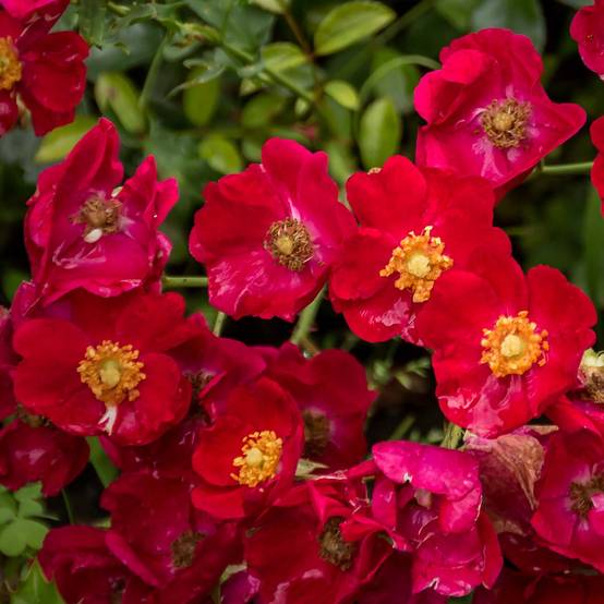 Promesse de Fleurs - Rosier Décorosiers Vesuvia Pot de 2L/3L