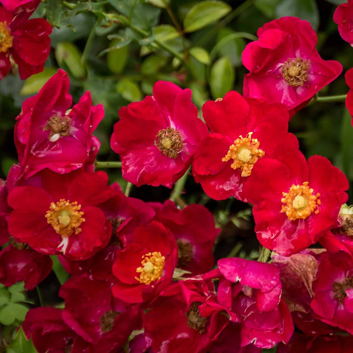 Promesse de Fleurs - Rosier Décorosiers Vesuvia Pot de 2L/3L