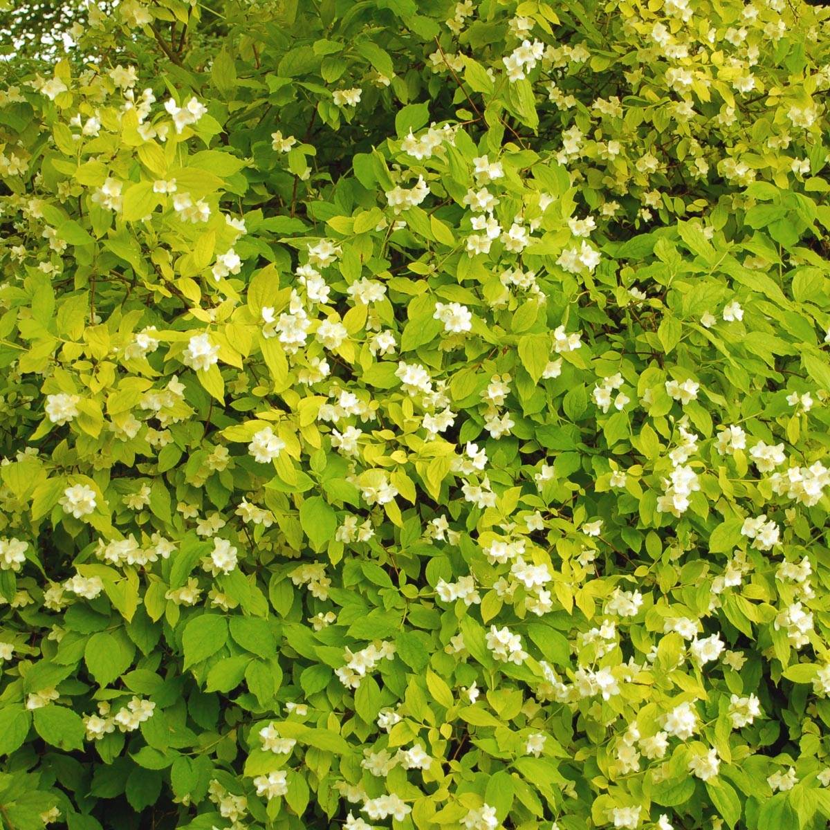 Promesse de Fleurs - Seringat des jardins - Philadelphus coronarius Aureus Pot de 7,5L/10L - Image 1