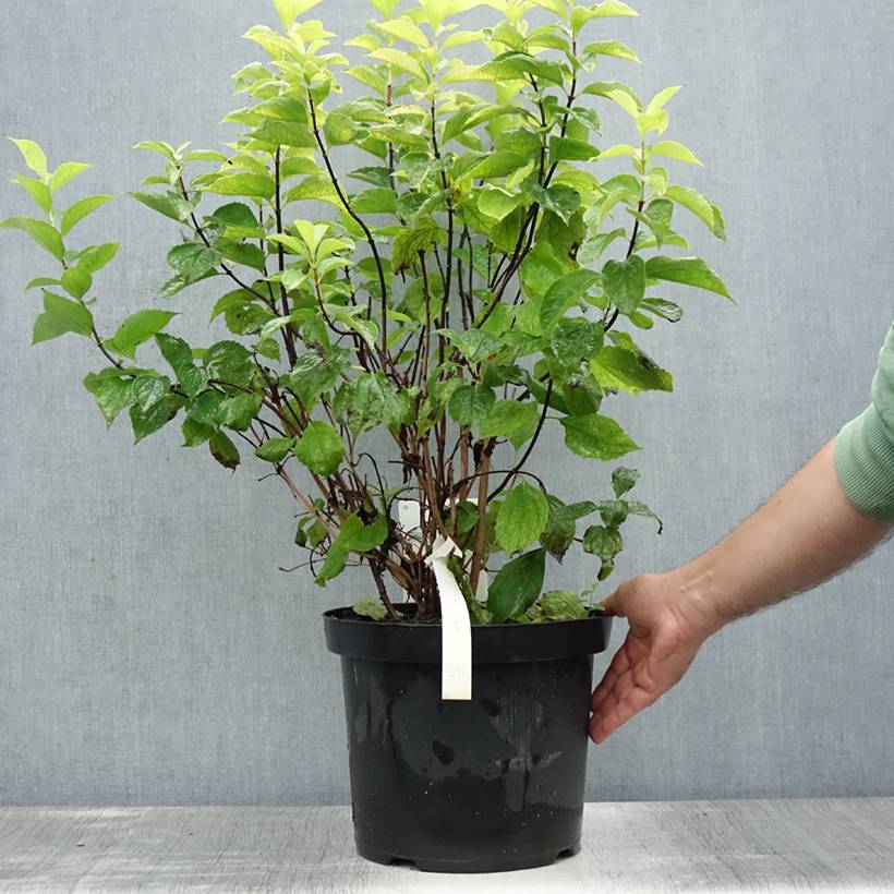 Promesse de Fleurs - Seringat des jardins - Philadelphus coronarius Aureus Pot de 7,5L/10L - Image 2