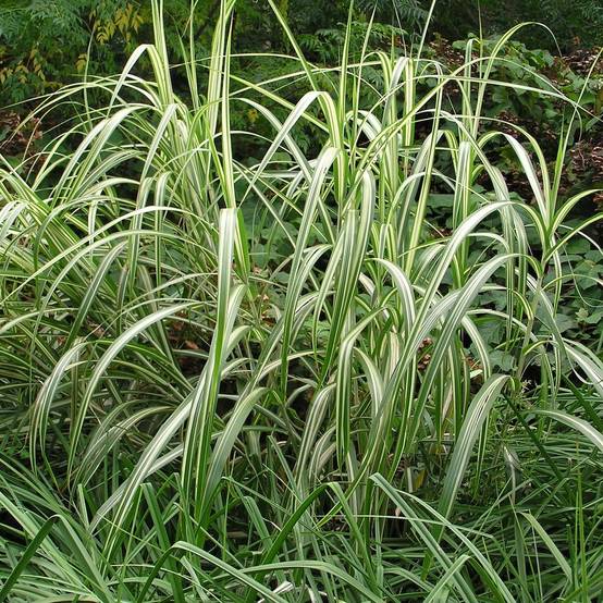 Miscanthus sinensis Cabaret - Roseau de Chine Pot de 1L/1,5L