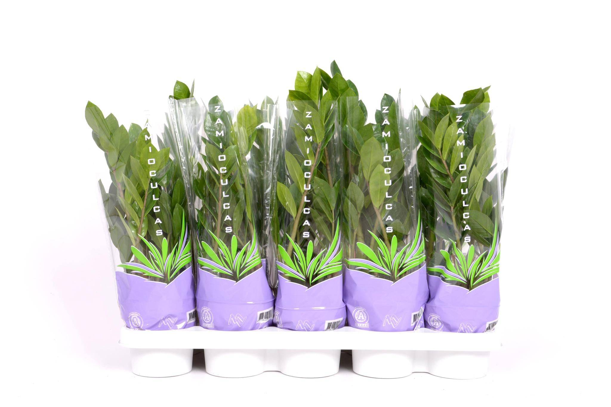 Zamioculcas 35 - D12 H30cm