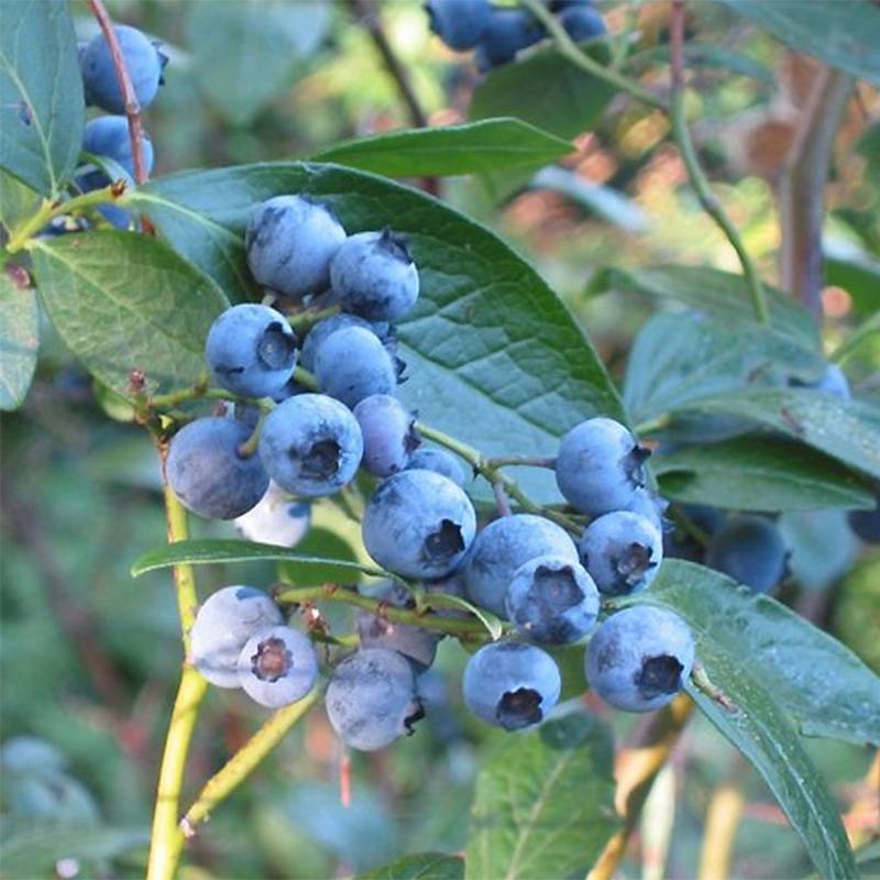 Myrtillier Blue Crop - Vaccinum corymbosum Pot de 1,5L/2L, Buisson
