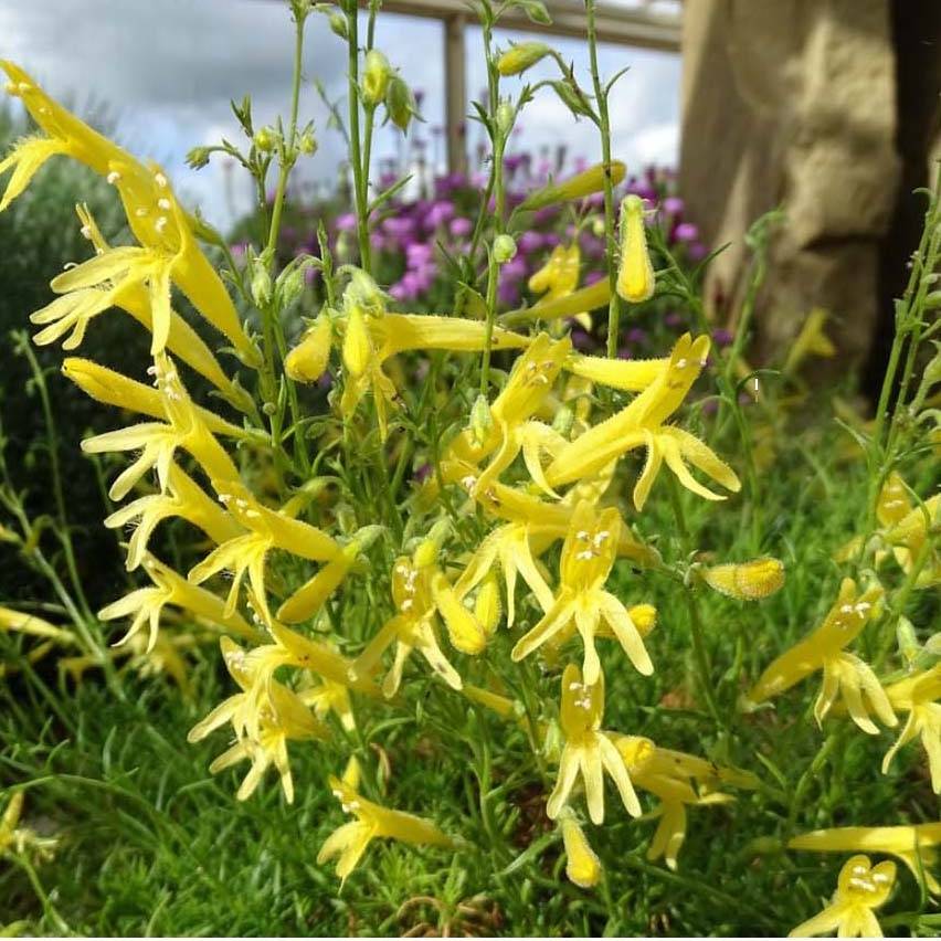 Promesse de Fleurs - Penstemon pinifolius Mersea Yellow - Galane à feuilles de pin Godet de 8/9 cm