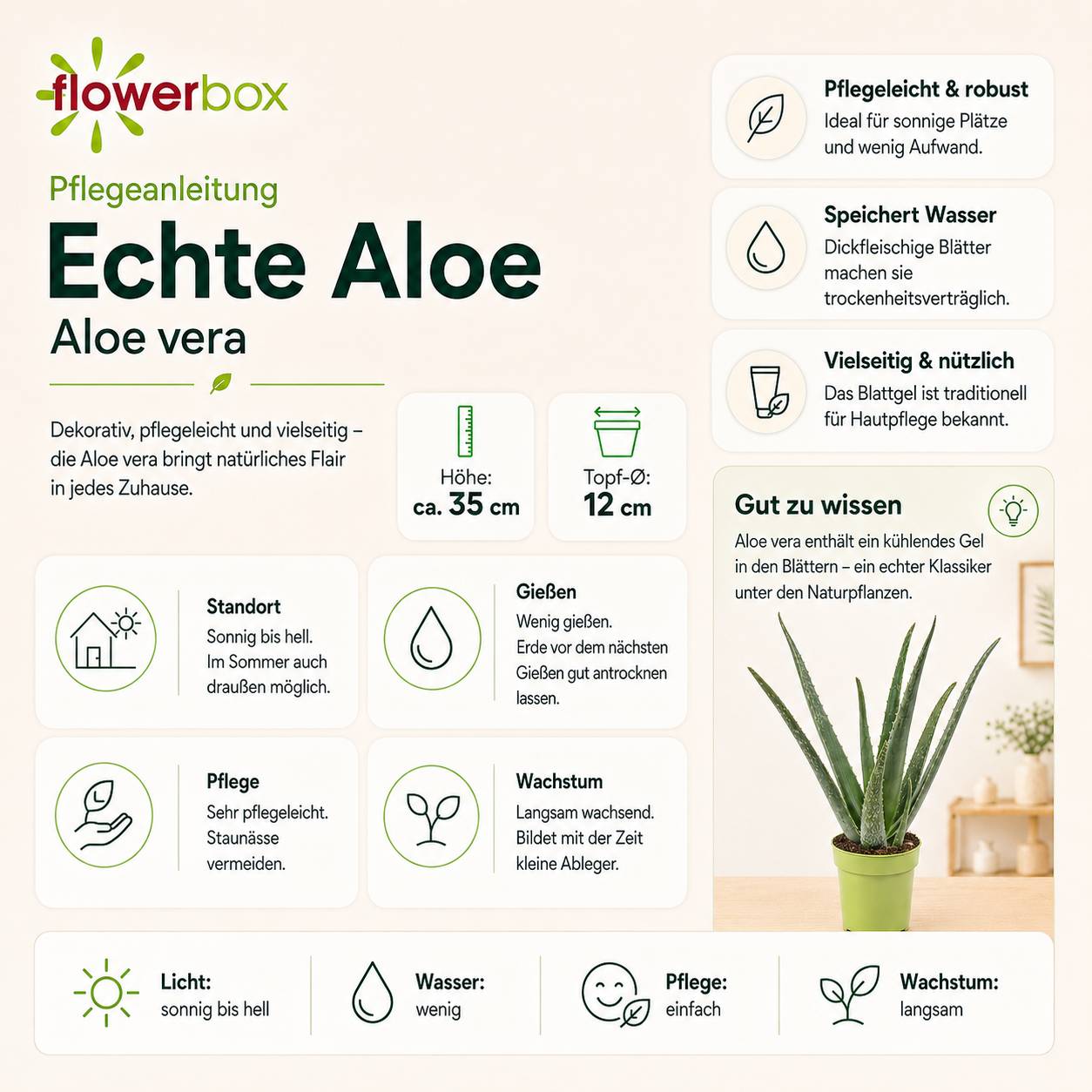 Aloe vera - plante d'intérieur facile d'entretien - hauteur env. 35 cm, pot-Ø 12 cm - Image 5
