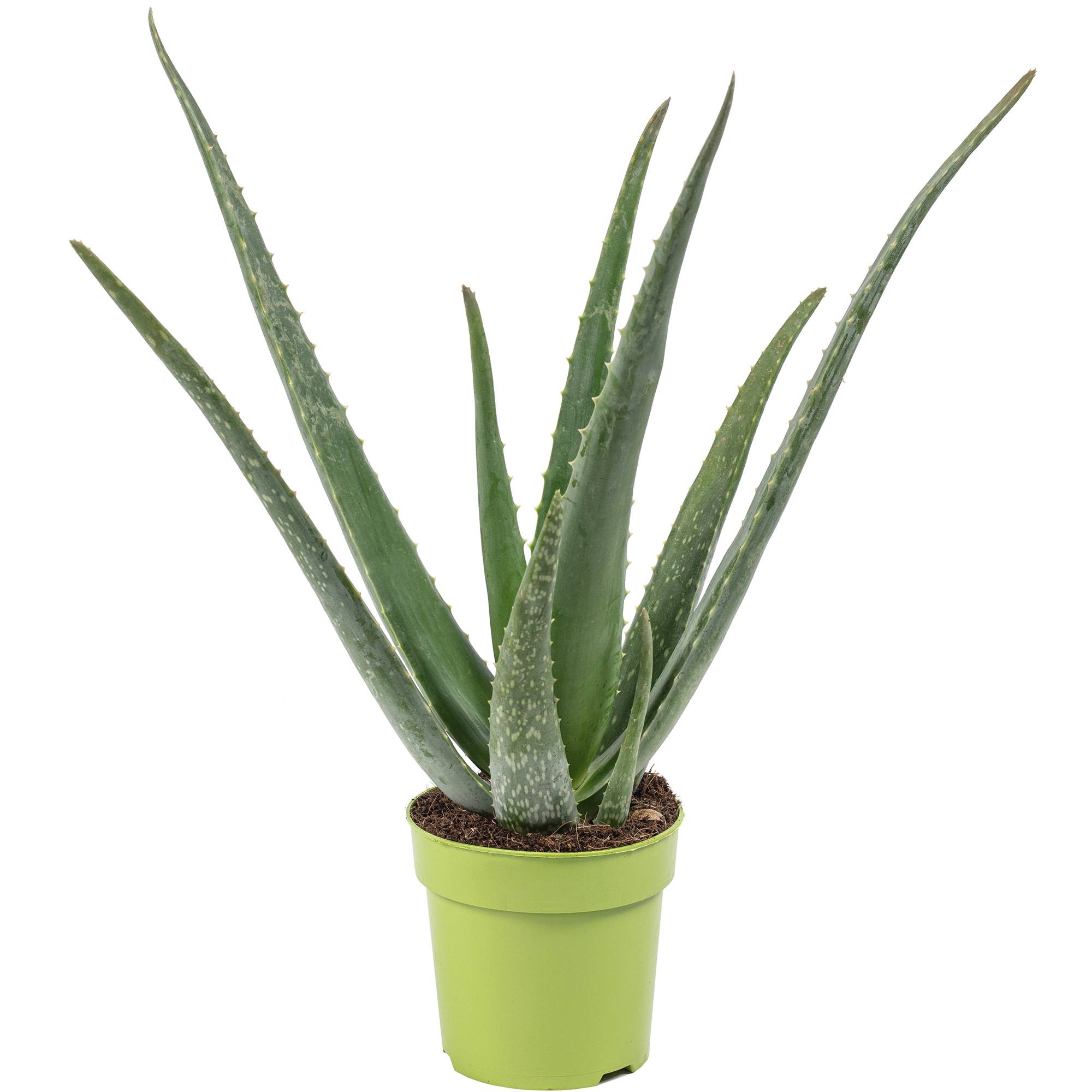Aloe vera - plante d'intérieur facile d'entretien - hauteur env. 35 cm, pot-Ø 12 cm - Image 1