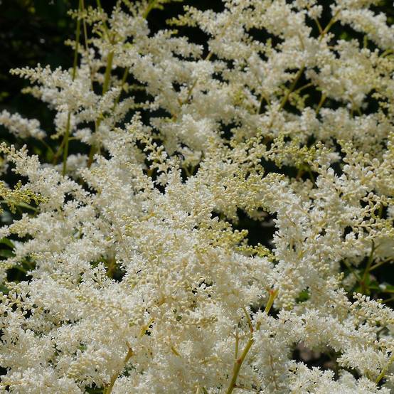 Astilbe simplicifolia Sprite Godet de 8/9 cm