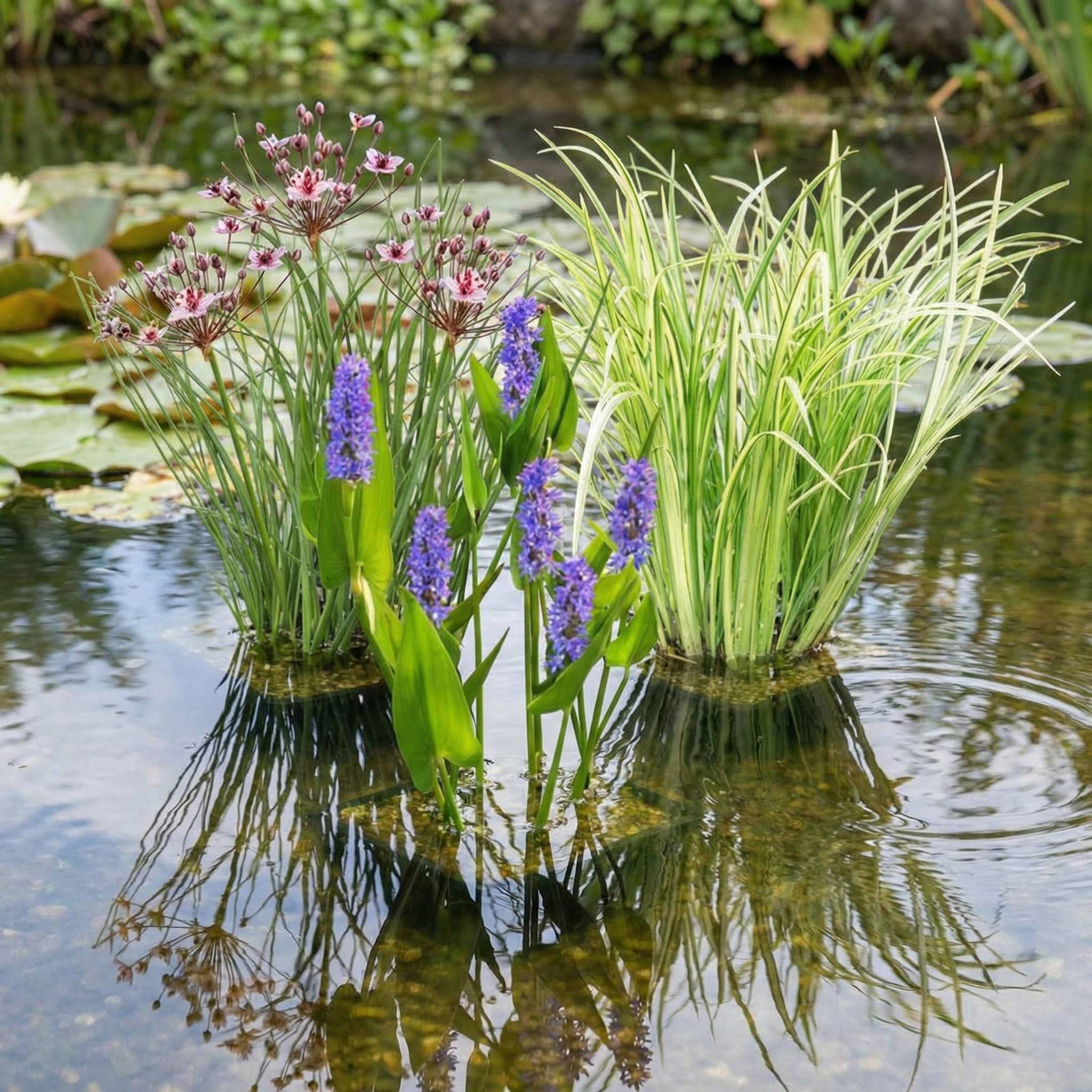 0 - Set Plantes Aquatiques - 12 Plantes (3 Variétés) Panier Substrat Engrais - Image 2