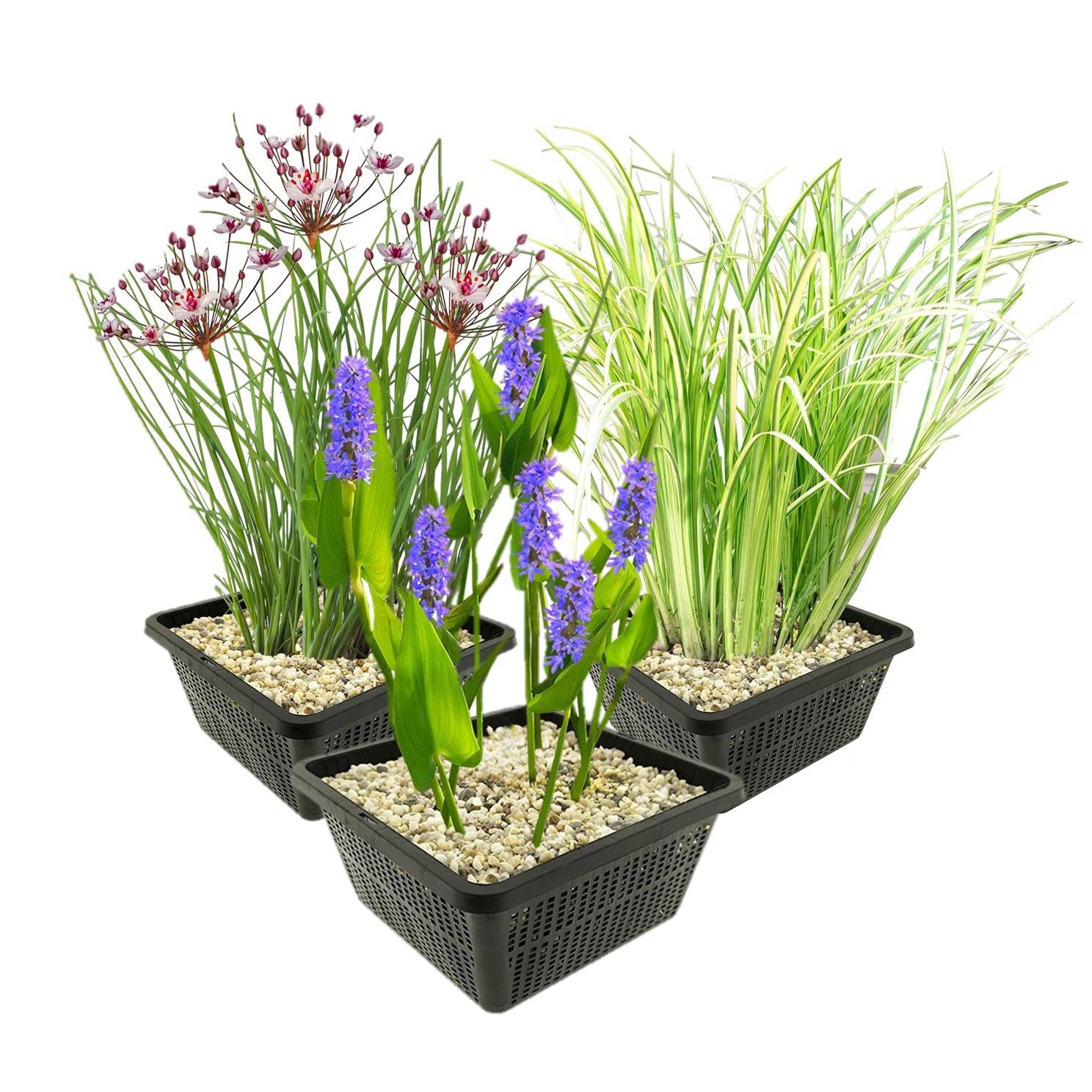0 - Set Plantes Aquatiques - 12 Plantes (3 Variétés) Panier Substrat Engrais