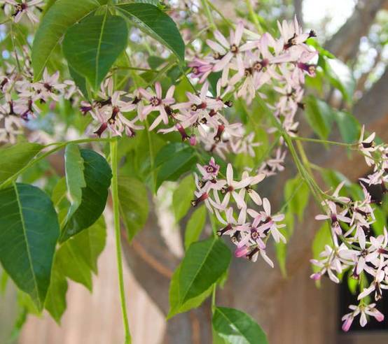 0 - Melia azedarach (lilas de Perse, margousier, faux Neem) Pot de 45L - 200/250cm - Image 1