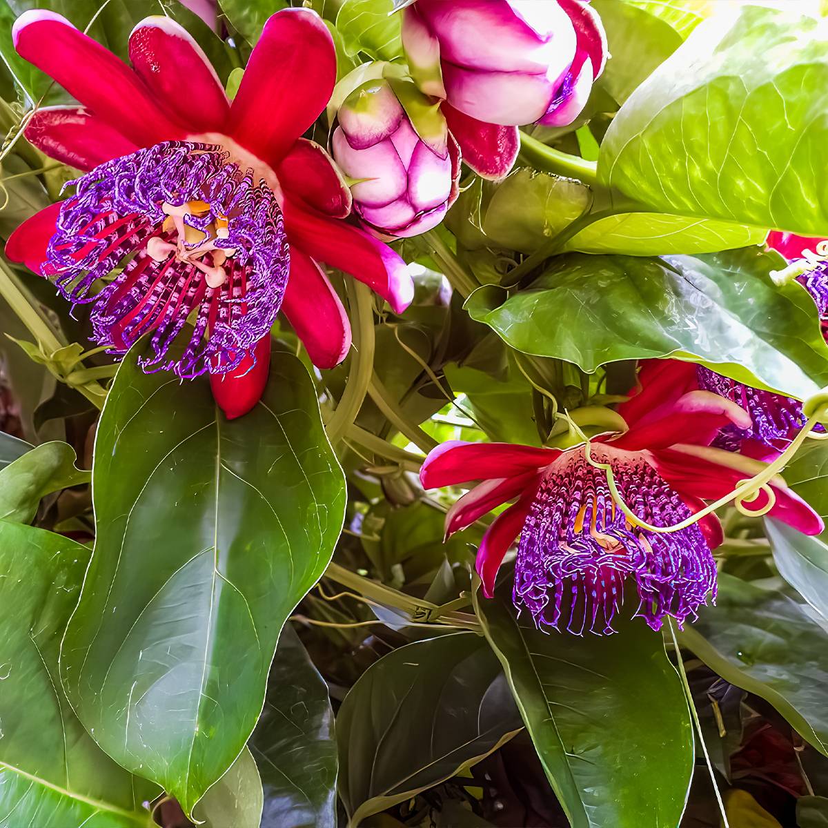 Promesse de Fleurs - Passiflore quadrangularis - Barbadine Pot de 3L/4L
