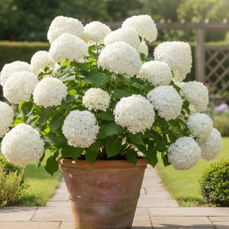 Hortensia de Virginie Annabelle, Hortensia arborescens à fleurs Blanche - feuillage Caduc - Godet - 5/20 cm-  hauteur à maturité De 1,00 m à 1,50 m - Image 4