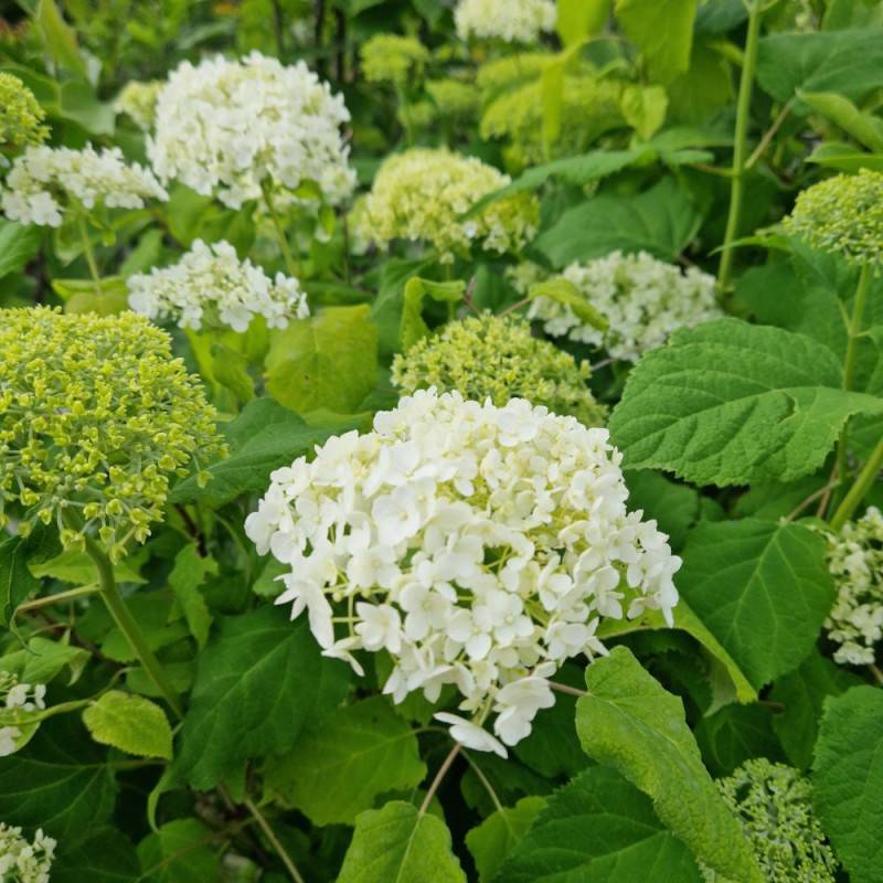 Hortensia de Virginie Annabelle, Hortensia arborescens à fleurs Blanche - feuillage Caduc - Godet - 5/20 cm-  hauteur à maturité De 1,00 m à 1,50 m - Image 8