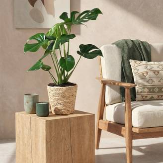 Monstera Deliciosa - D21 H80cm