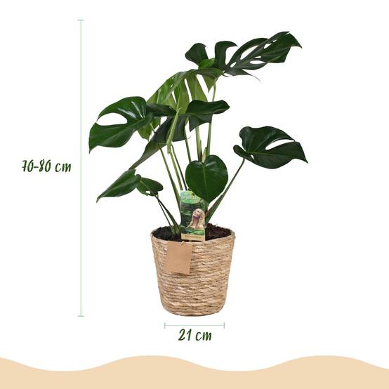 Monstera Deliciosa - D21 H80cm - Image 2