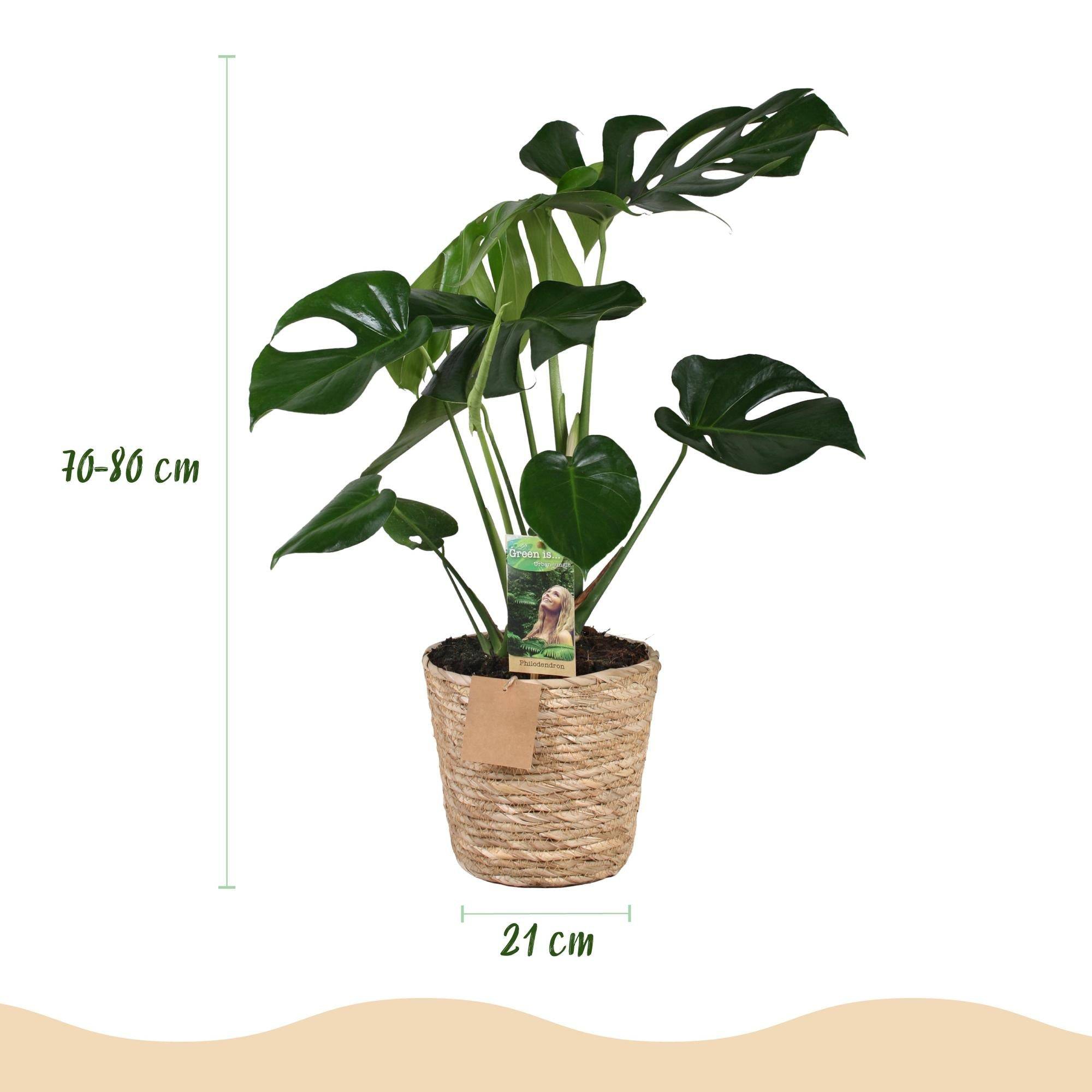 Monstera Deliciosa - D21 H80cm - Image 2