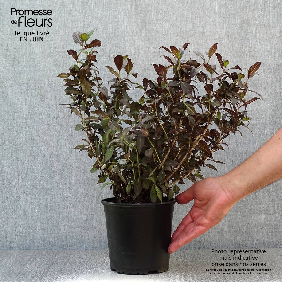 Promesse de Fleurs - Weigela florida Minor Black Pot de 2L/3L - Image 2