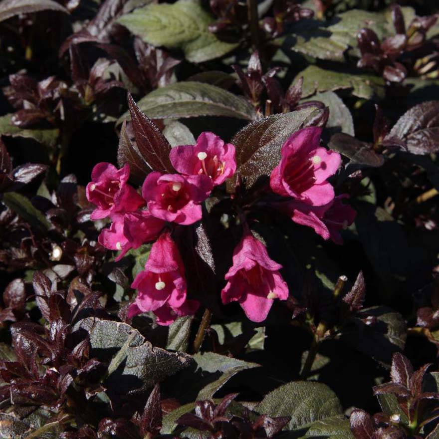 Promesse de Fleurs - Weigela florida Minor Black Pot de 2L/3L - Image 1