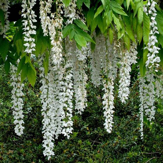 Glycine du Japon - Wisteria floribunda Shiro-noda Pot de 4L/5L