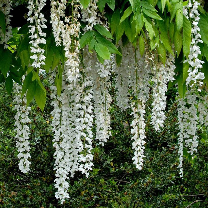 Glycine du Japon - Wisteria floribunda Shiro-noda Pot de 4L/5L