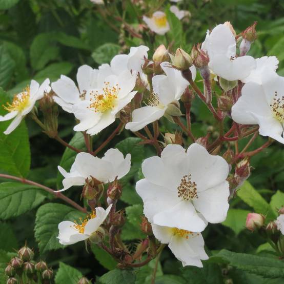 Promesse de Fleurs - Rosier botanique grimpant - Rosa multiflora Pot de 3L/4L