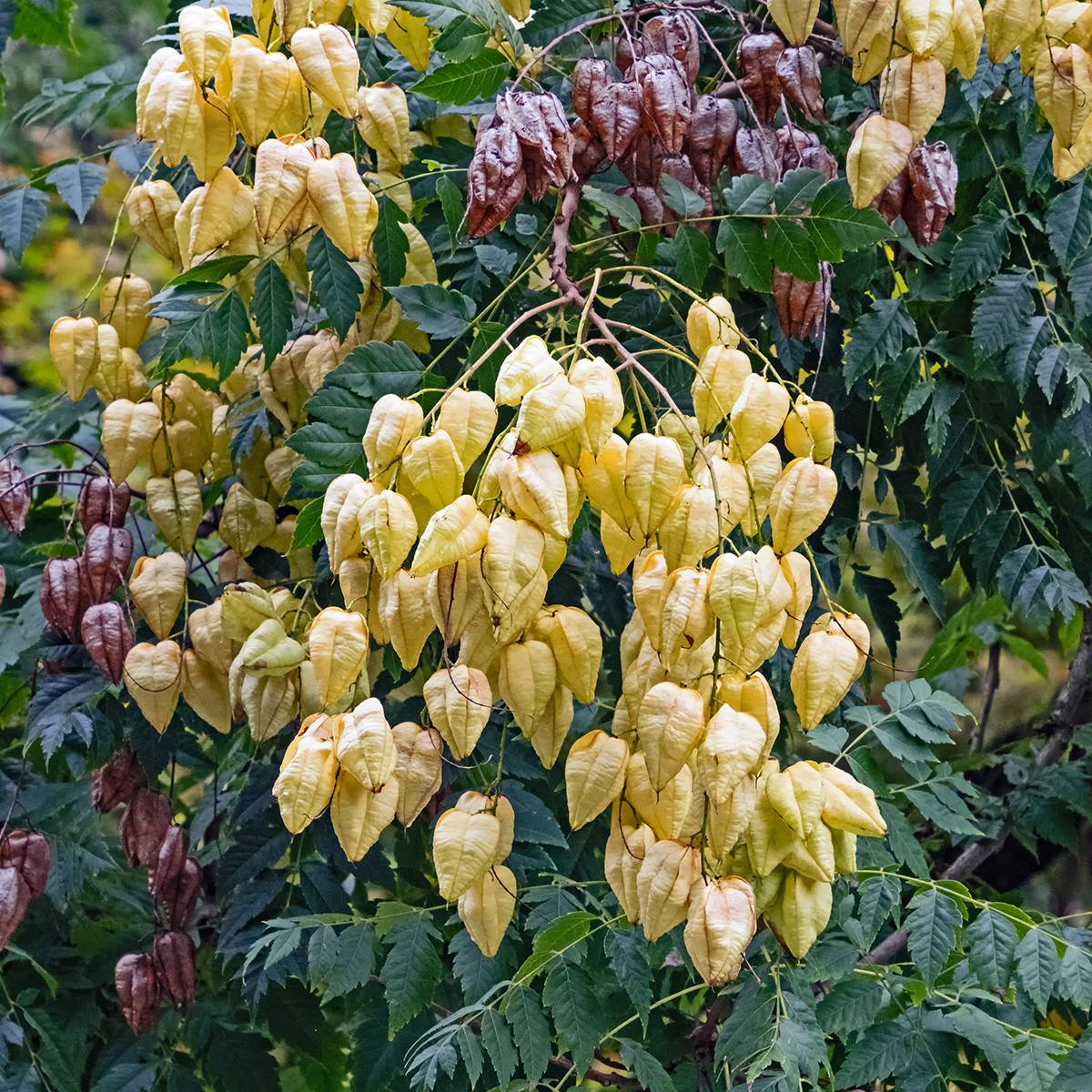 Koelreuteria paniculata - Savonnier de Chine Pot de 3L/4L